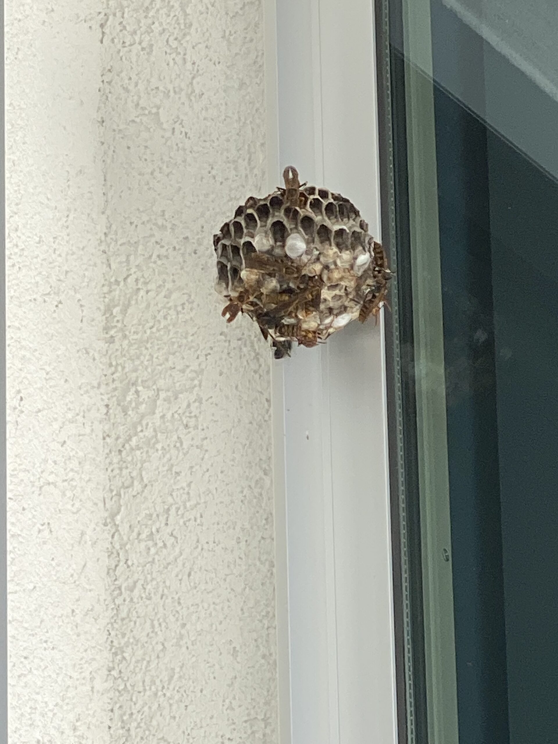 我が家のアシナガバチ